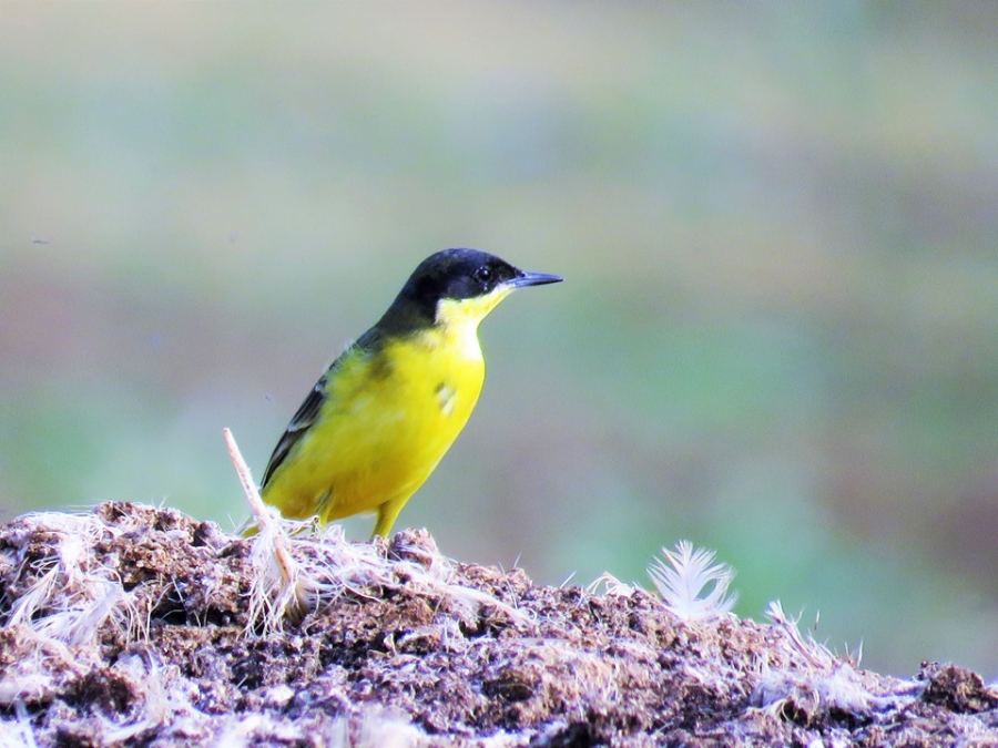 القرقس الأصفر بالعشرات في مرج ابن عامر